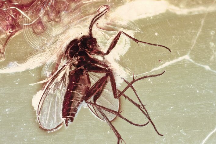Detailed Fossil Fungus Gnat (Mycetophilidae) In Baltic Amber #346657